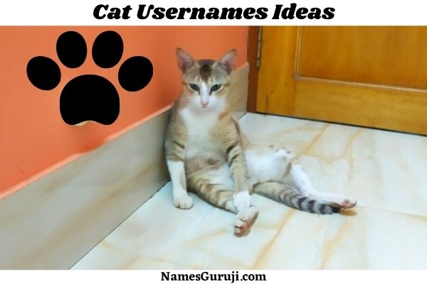 Cat Usernames Ideas