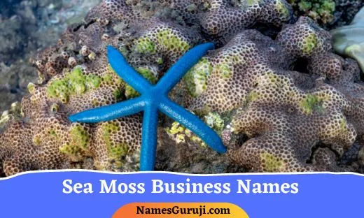 Sea Moss Business Names
