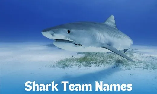 Shark Team Name Ideas